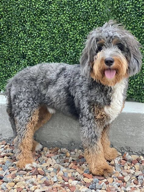 Grown merle bernedoodle. Things To Know About Grown merle bernedoodle. 